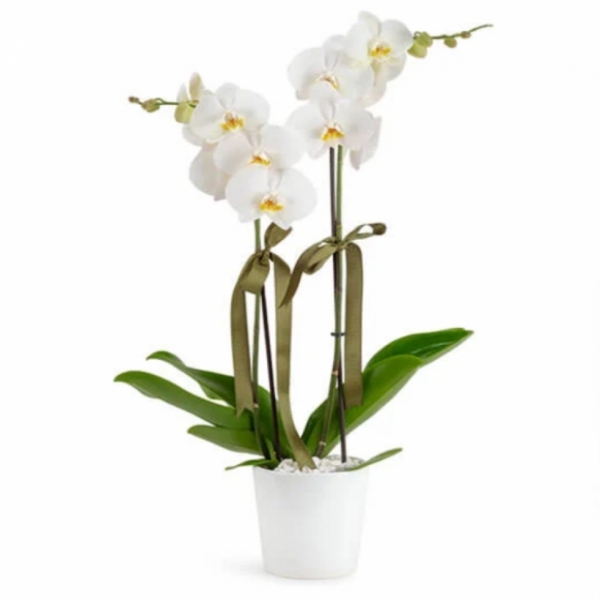  Antalya Lara Çiçekci  Beyaz Orkide (Çift Dallı)