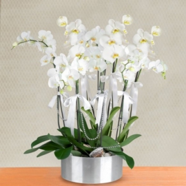  Antalya Lara Çiçekçiler 8 Dal Beyaz Orkide Aranjmanı