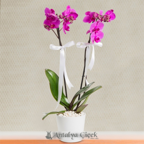  Antalya Lara Çiçek Gönder Çift Dallı Mor Orkide